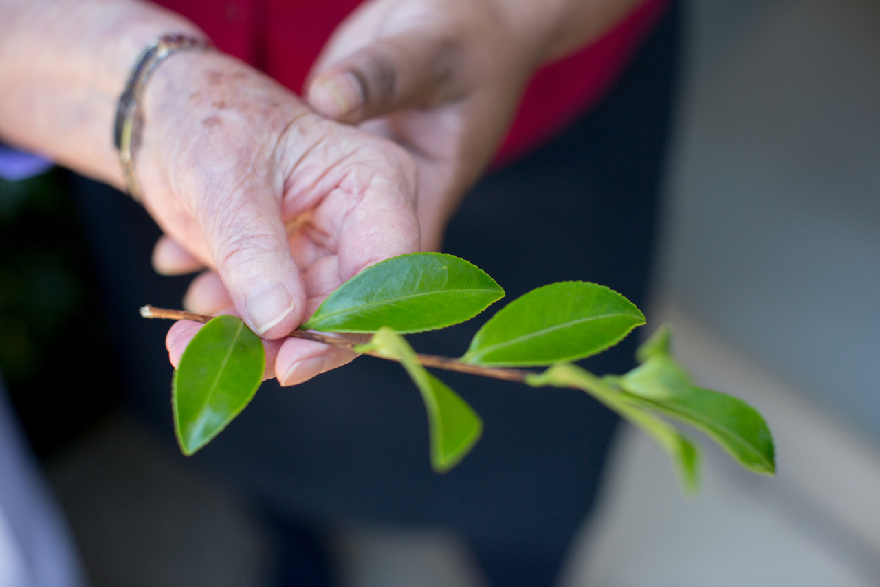 Hands holding leaf for marketing photography for aged care facility